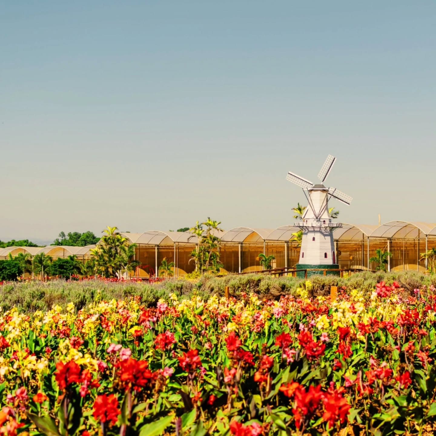 Primavera holandesa