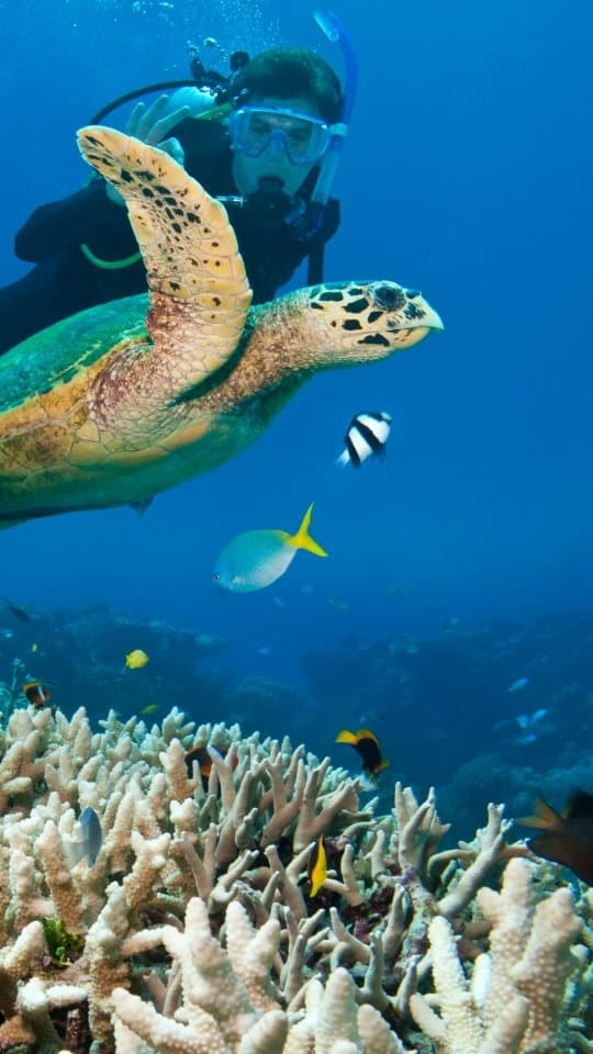 Tartaruga marinha em águas claras