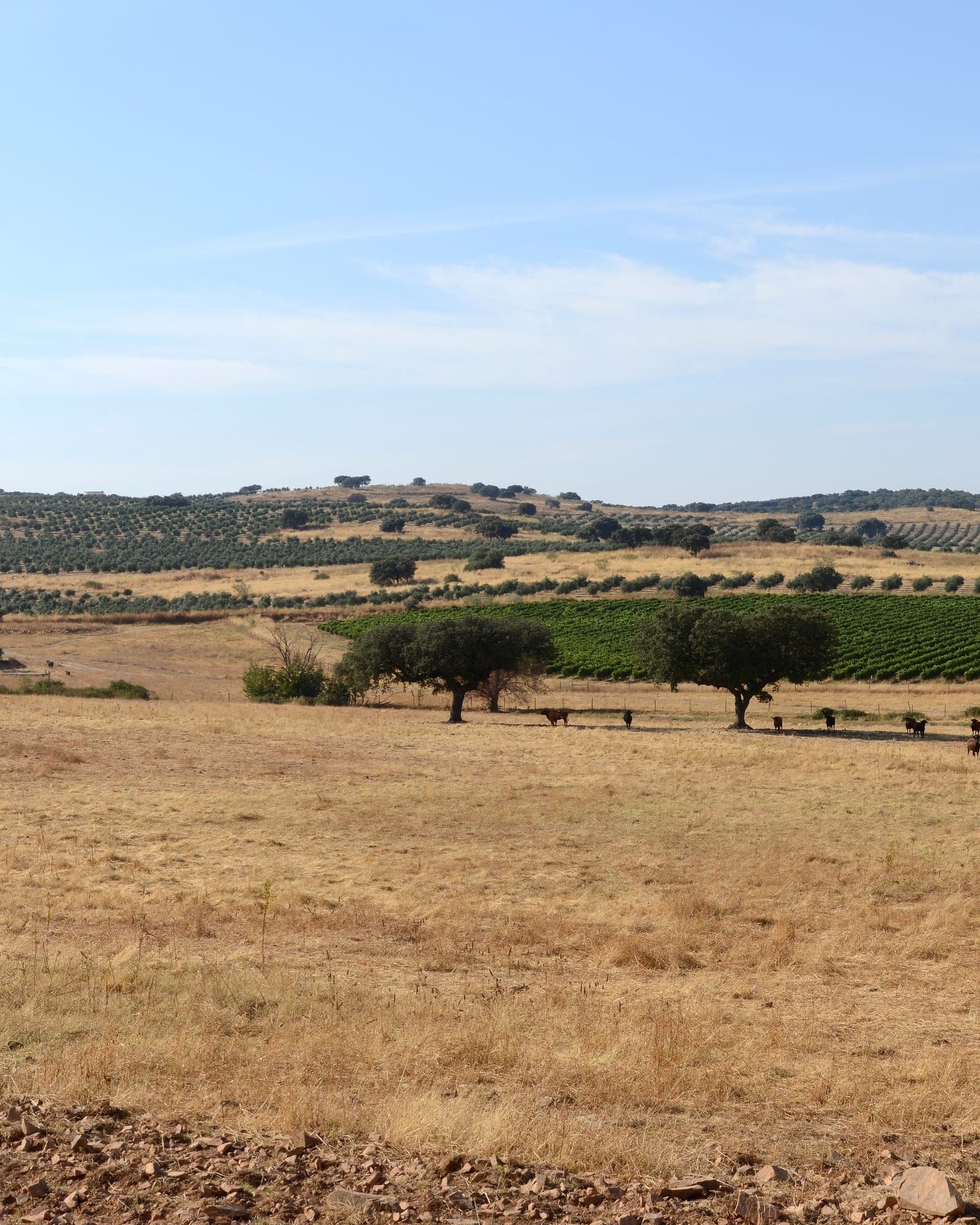 Alentejo com Lisboa